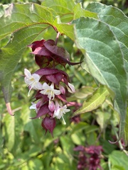 Leycesteria