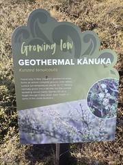 Kunzea tenuicaulis