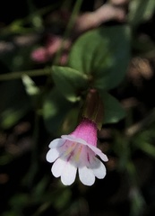 Erythranthe inconspicua