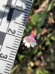 Erythranthe inconspicua