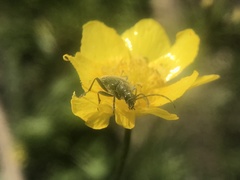 Brachysomida californica