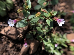 Erythranthe inconspicua