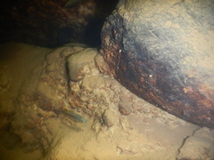 Pseudoxiphophorus jonesii