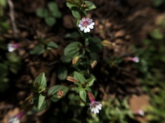 Erythranthe inconspicua