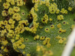 Crocodia rubella