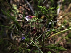 Erythranthe inconspicua