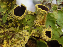 Crocodia rubella