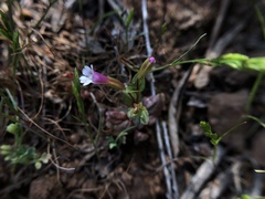 Erythranthe inconspicua