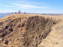 Trichocereus chiloensis litoralis