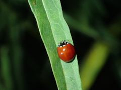 Cycloneda sanguinea