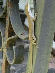 Anolis carolinensis