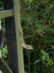 Anolis carolinensis