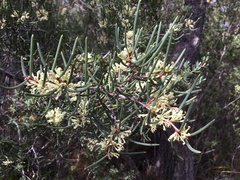 Hakea megadenia