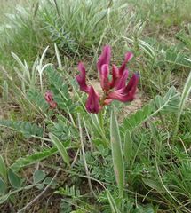 Astragalus brachycarpus