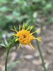 Gynura