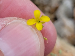 Physaria recurvata