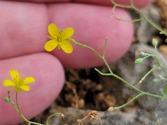Physaria recurvata