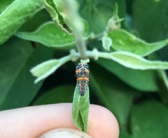 Hippodamia convergens