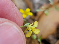 Physaria recurvata
