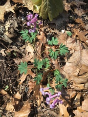 Corydalis solida