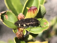 Acmaeodera prorsa