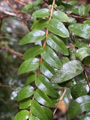 Metrosideros diffusa