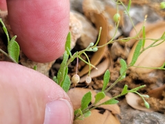 Physaria recurvata