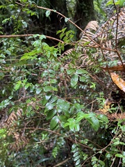 Metrosideros diffusa