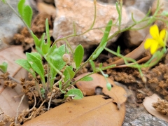 Physaria recurvata