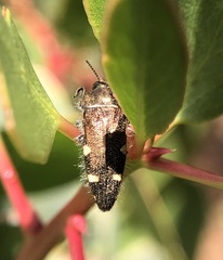 Acmaeodera prorsa
