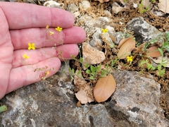 Physaria recurvata