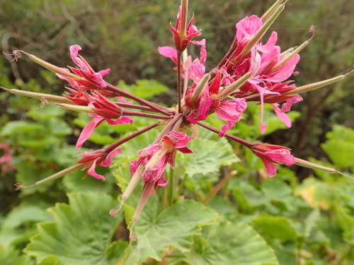 Pelargonium zonale