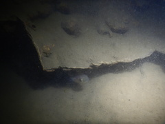 Pseudoxiphophorus jonesii