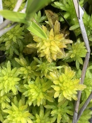 Sphagnum mendocinum