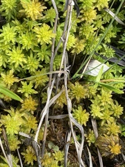 Sphagnum mendocinum