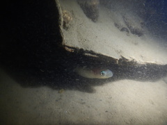 Pseudoxiphophorus jonesii