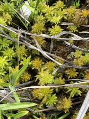 Sphagnum mendocinum