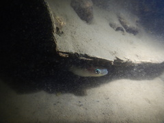 Pseudoxiphophorus jonesii