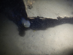 Pseudoxiphophorus jonesii