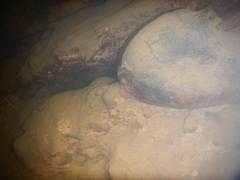 Pseudoxiphophorus jonesii
