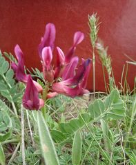 Astragalus brachycarpus
