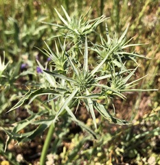 Eryngium jepsonii