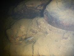 Pseudoxiphophorus jonesii