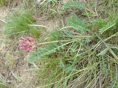 Astragalus brachycarpus