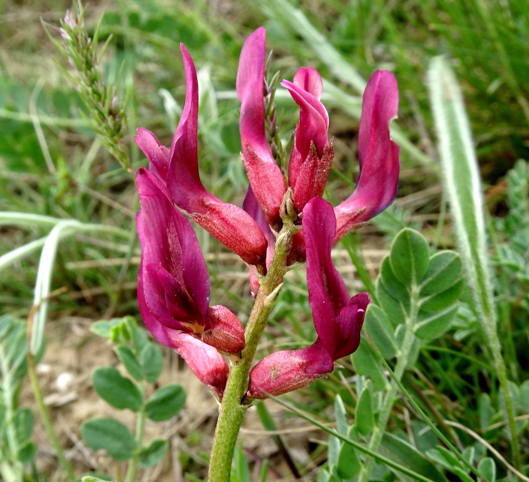 Astragalus brachycarpus