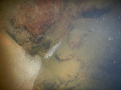 Pseudoxiphophorus jonesii