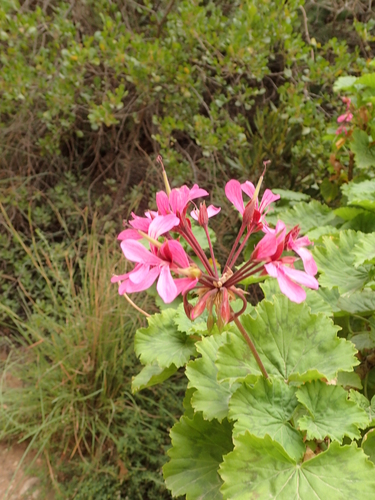 Pelargonium zonale