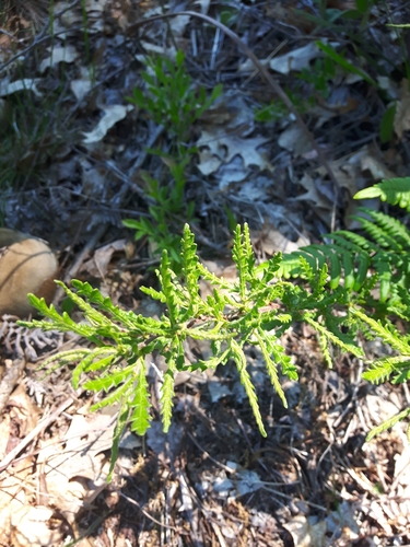 Comptonia peregrina
