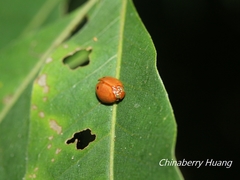 Hemisphaerius