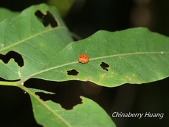 Hemisphaerius